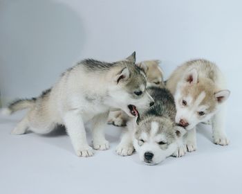 Close-up of dog against white background