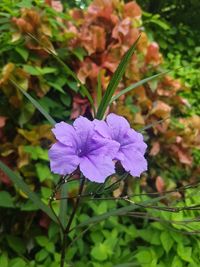 Close-up of purple flowers blooming outdoors