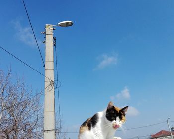 Low angle view of cat against sky