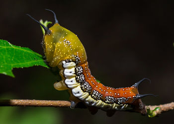 Close-up of butterfly on leaves