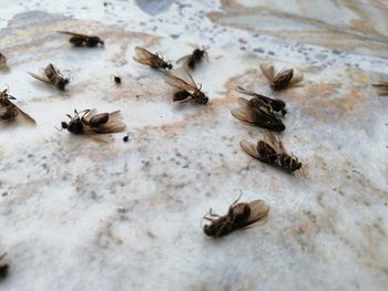 High angle view of insect on table