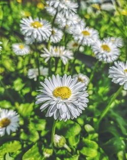 Close-up of white daisy flowers