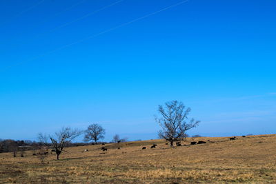 Trees against clear blue sky