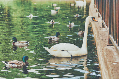 View of swans swimming in lake