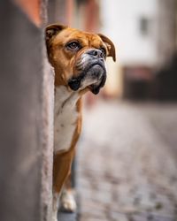 Portrait of dog looking away