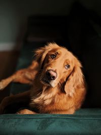 Dog relaxing at home