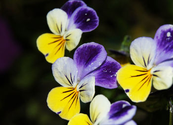 Close-up of purple flowers blooming outdoors