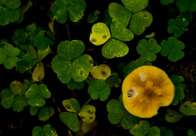 High angle view of leaves on plant