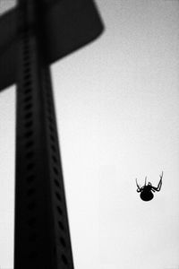 Low angle view of insect on wall