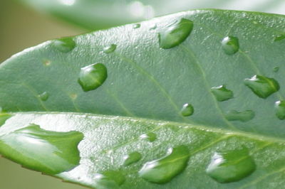 Close-up of raindrops on leaf