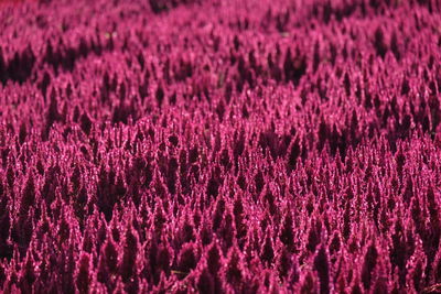 Full frame shot of wheat field