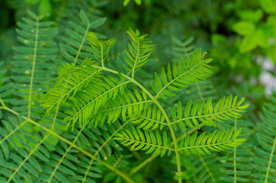 Full frame shot of green leaves