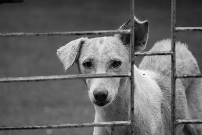 Hunger is the need of every living thing here we can see the street dog is looking for food... 