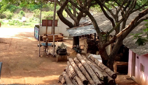 View of tree trunk