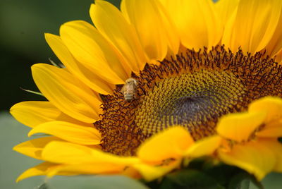 Close-up of honey bee on sunflower