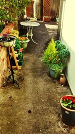 Plants growing in backyard