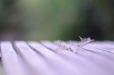 Close-up of plant