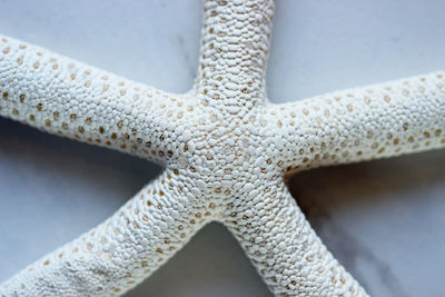 High angle close-up of starfish