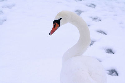 White swan in snow