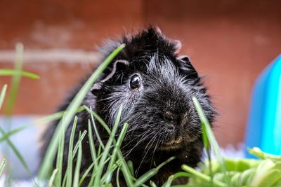 Guinea pig black long grass 