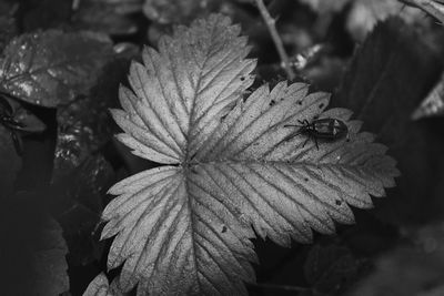 Close-up of leaf