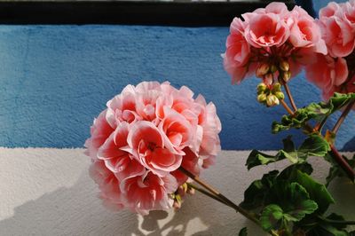 Close-up of pink flowers in vase