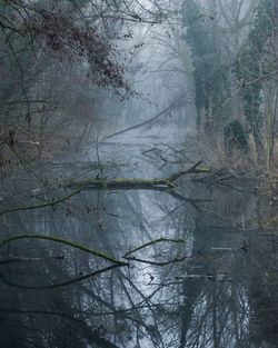 Scenic view of lake in forest