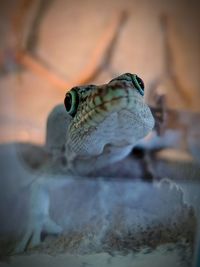 Close-up of lizard