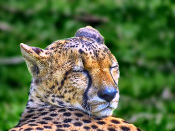 Close-up of a leopard looking away