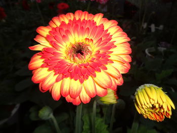 Close-up of red flower