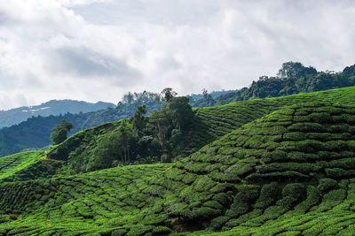 Scenic view of farm against sky