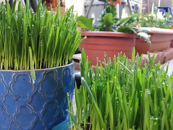 Close-up of potted plant