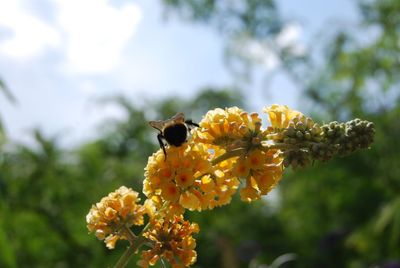 Close-up of bee pollinating on yellow flower