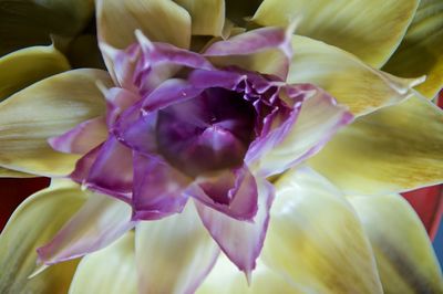 Close-up of flowers blooming outdoors