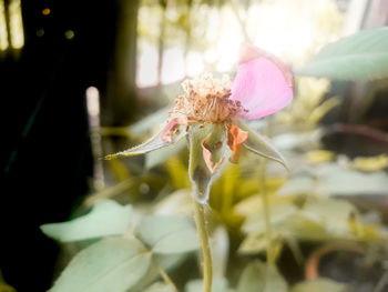Close-up of pink flowering plant