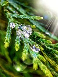 Close-up of green plant