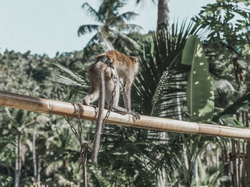 Low angle view of monkey on tree