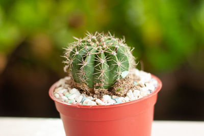 Close-up of potted plant