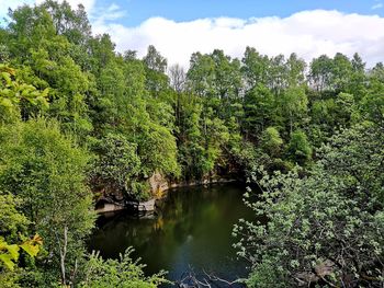 Scenic view of river in forest against sky