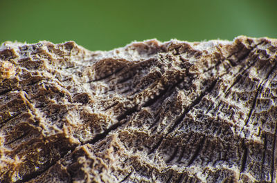 Close-up of lizard on rock