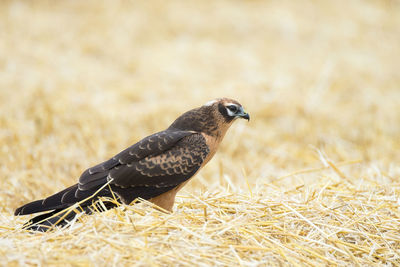 Close-up of a bird perching on a field