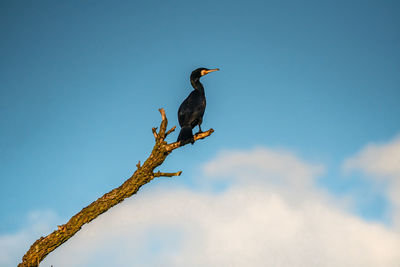 Low angle view of bird perching on branch against blue sky