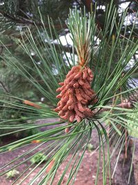 Close-up of pine cones on tree