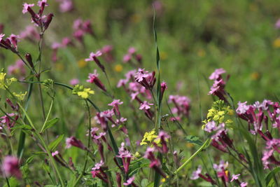 Close-up of pink flowering plant on field