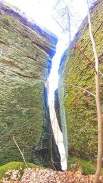 Panoramic shot of trees in forest against sky