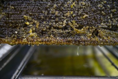 Close-up of raindrops on plant during rainy season