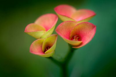 Close-up of pink flowers