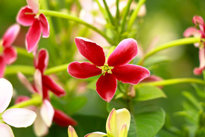 Close-up of red flowering plant