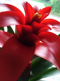 Close-up of red flowers