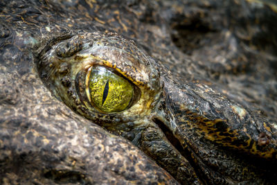 Close-up of lizard on rock